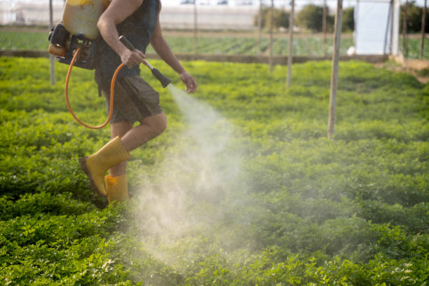 Best Local Pest Control Services  in Williamson, WV