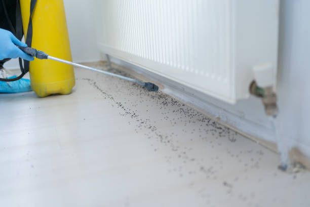 Best Termite Control Services  in Williamson, WV