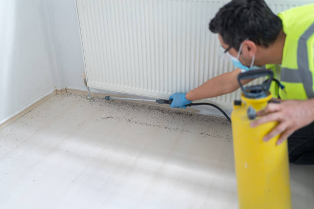 Best Affordable Pest Control Services  in Williamson, WV